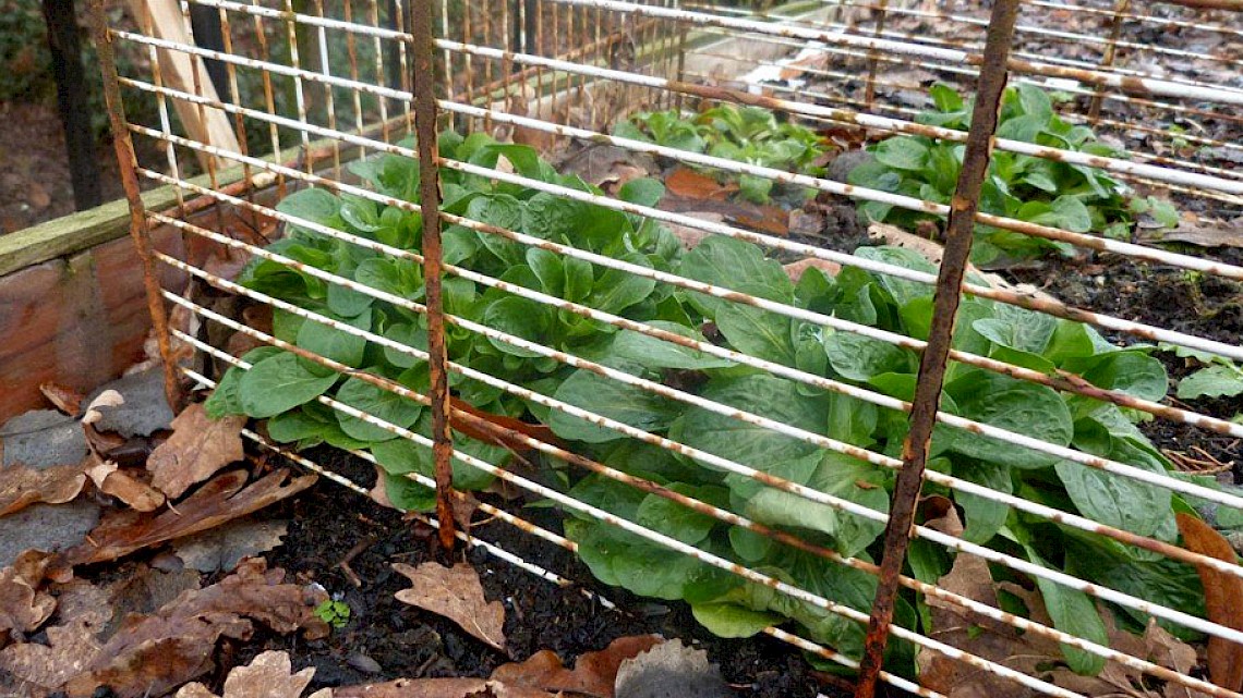 Moestuinieren op niveau