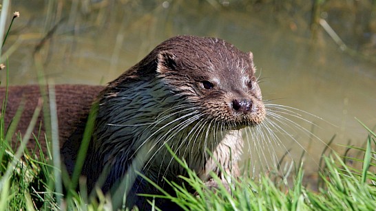 De otter is het symbool van de Weerribben