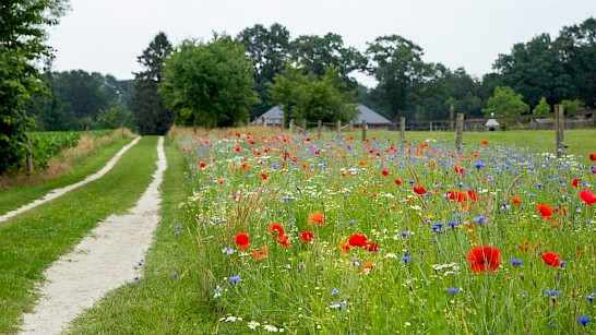 Platform voor Natuurinclusieve landbouw Gelderland