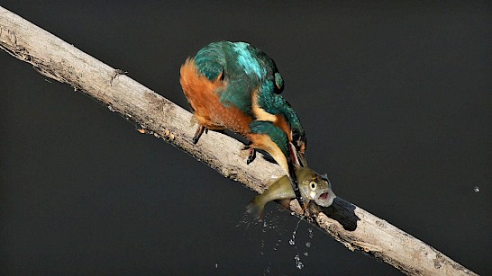 IJsvogel, foto Johnny Polman