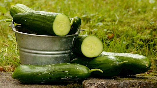 komkommer uit eigen moestuin