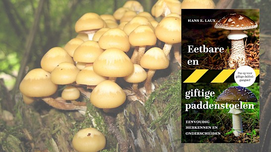 Eetbare en giftige paddenstoelen