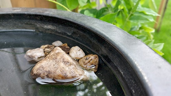 water voor de bijen en hommels