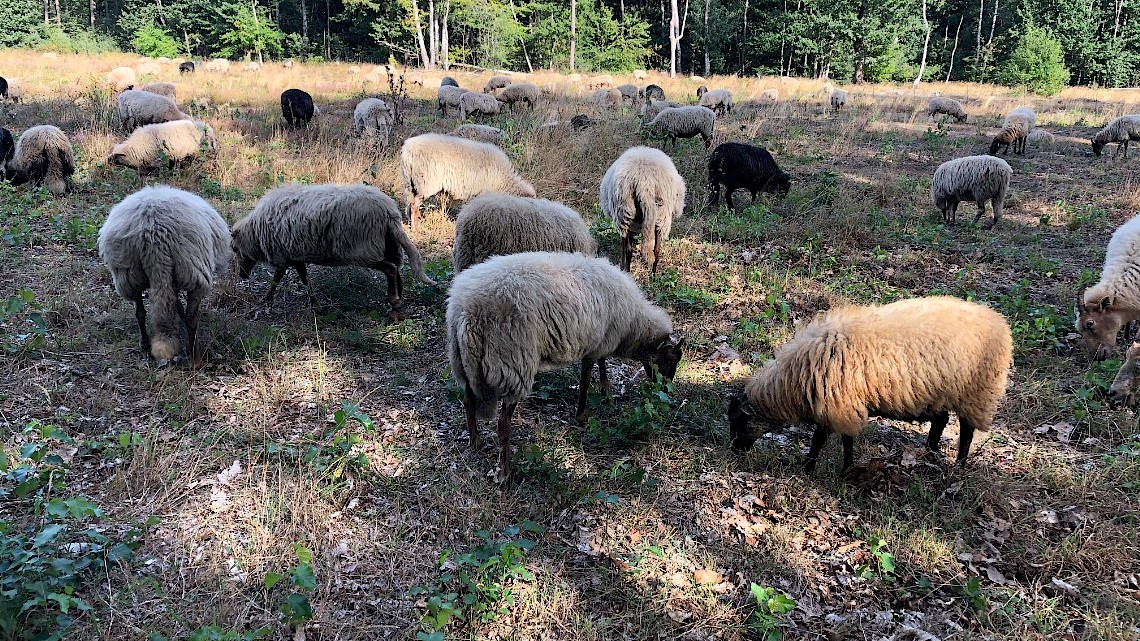 In de prachtige natuur vind je af en toe een kudde schapen op de heide.