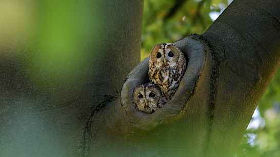 Paartje bosuilen in het allerlaatste licht van de dag. Foto: Jeroen van Wijk van het Geldersch Landschap & Kasteelen.