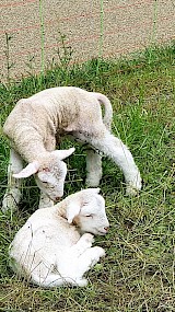 Jong grut, zo schattig! (geüpload door Marianne Steenbergen)