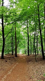 Rondom uitspanning &amp;amp;#039;t Peeske in het Bergherbos