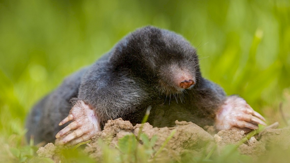 Mol - talpa europaea, foto: Saxifraga, Rudmer Zwerver