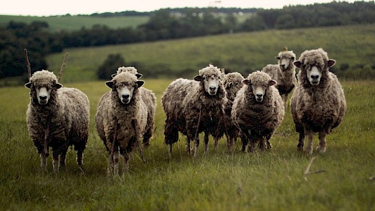 Blauwtong Drentse schapen