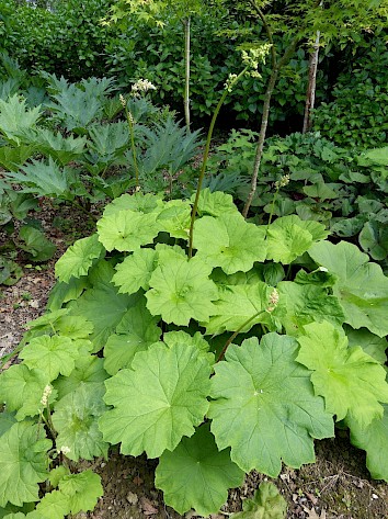 Tafelblad (ASTILBOIDES TABULARIS) is een bladplant met opvallende bladeren die in de zomer bloeit met mooie witte bloemen. Het blad kan een doorsnede krijgen van ruim 50 centimeter, dus zet hem alleen in een grote tuin! Hij doet het bijvoorbeeld goed aan een vijver in vochtige grond in de halfschaduw.