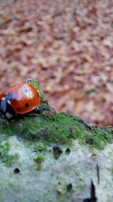 Herfst (geüpload door Nyne)