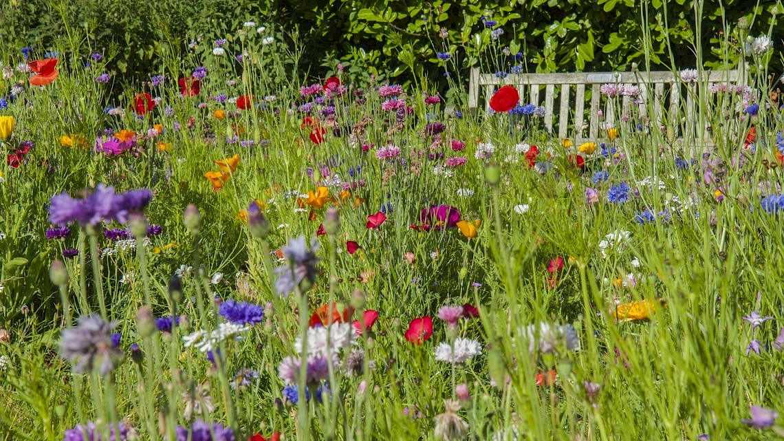 wilde bloementuin