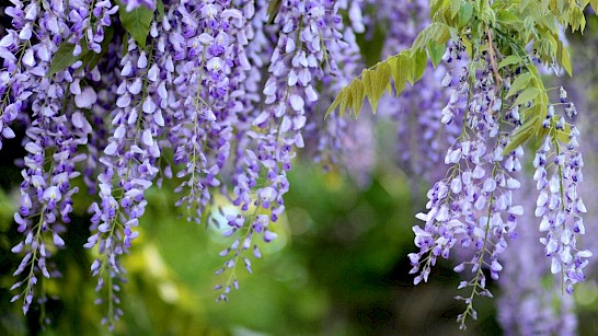 Wisteria