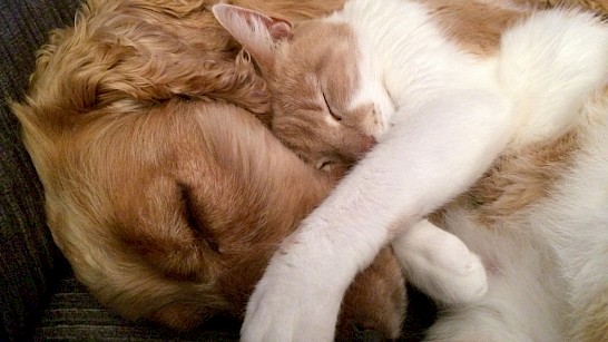 hond en kat