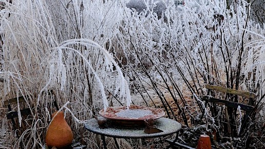 Wintertuin, vorst, rijp, rode bessen, rode appeltjes, sneeuwwitte pluimen, sneeuwwit, Hiltje Dekker, winterrust, ongerept, ongeknipt, tuin, siergras, zaaddozen, solihouetten, sierappeltjes, bottels. koning winter